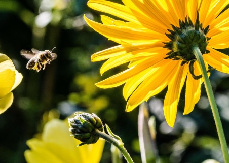 Vigyázzon, sokba kerülhet, ha a méhekre veszélyes anyaggal permetez!