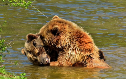 Egy lépéssel közelebb került Románia a medvék kilövéséhez