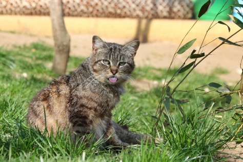 Sok a kóbor macska Magyarországon